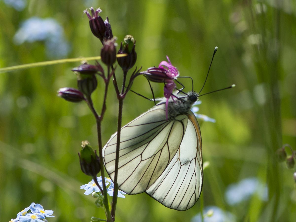 Aporia crataegi